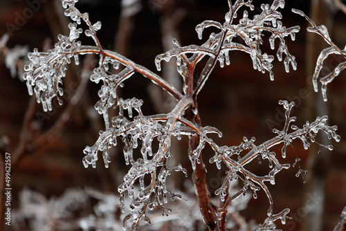 bare, knarled red tree branches covered in an icy winter frost with clusters of branches dissipating into the background photo