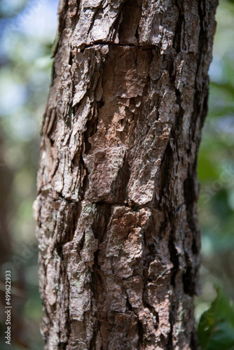 Tree trunk, typical of the Cerrado biome. Brazil. Trunk texture, bark can be seen. Forest, conservation area.