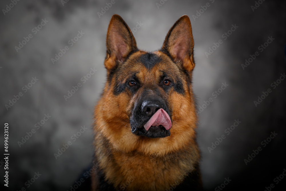 German shepherd dog in studio German shepherd dog in studio
