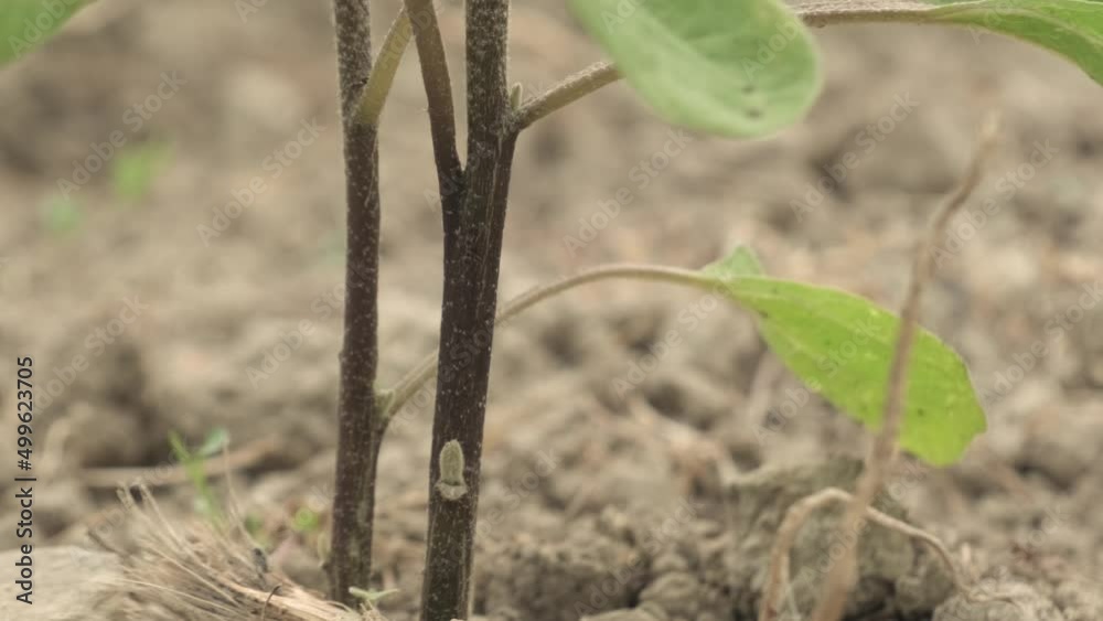 Closeup Of A Isolated Vegetable Plant, Organic Food Produce Farm Closeup Of A Isolated Vegetable Plant, Organic Food Produce Farm