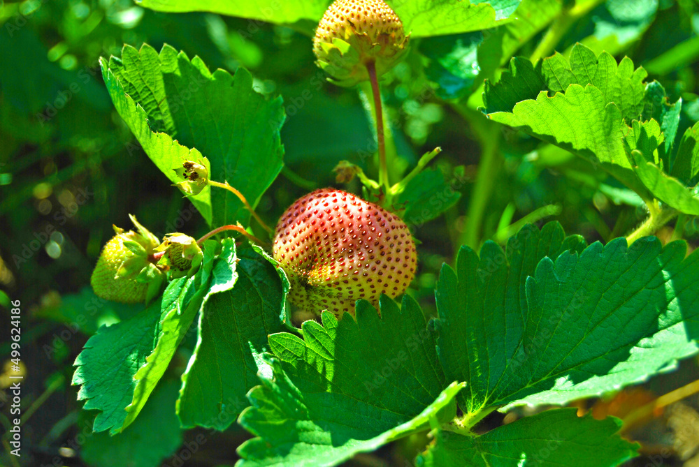 A group of unripe strawberries on the bush in the garden in the springtime A group of unripe strawberries on the bush in the garden in the springtime