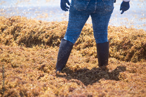 Detail of the legs of a Mexican woman with boots and gloves immersed in sargassum on the shore of the Caribbean Sea photo