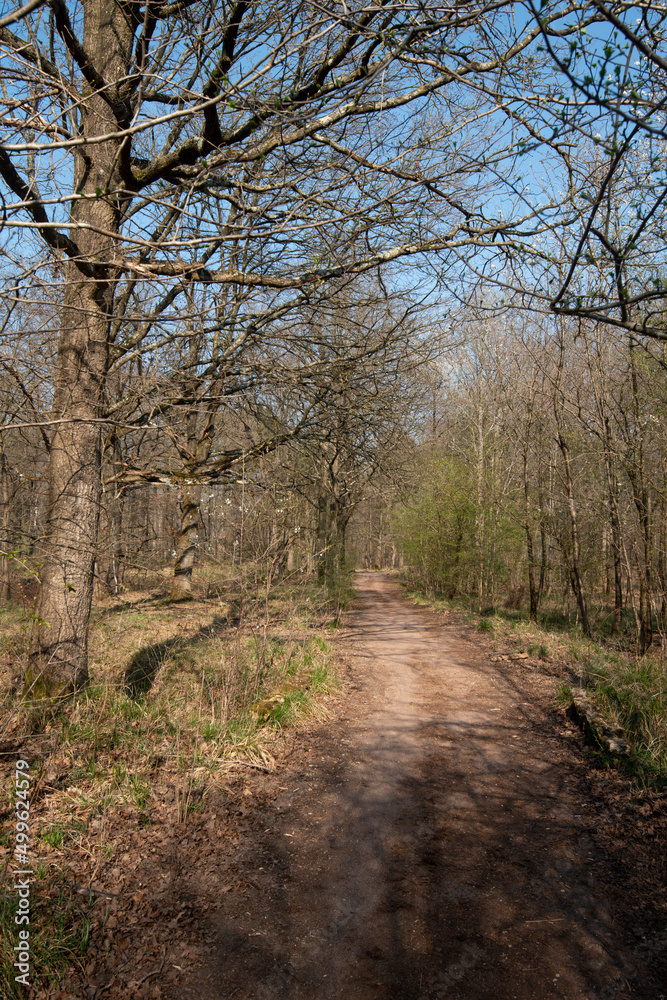 Chêne pédonculé, quercus robur, hiver, forêt domaniale de Sénart, 91, Essonne Chêne pédonculé, quercus robur, hiver, forêt domaniale de Sénart, 91, Essonne