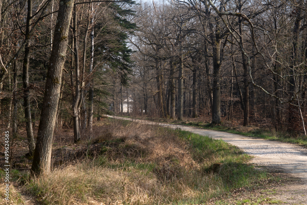 Chêne pédonculé, quercus robur, hiver, forêt domaniale de Sénart, 91, Essonne Chêne pédonculé, quercus robur, hiver, forêt domaniale de Sénart, 91, Essonne