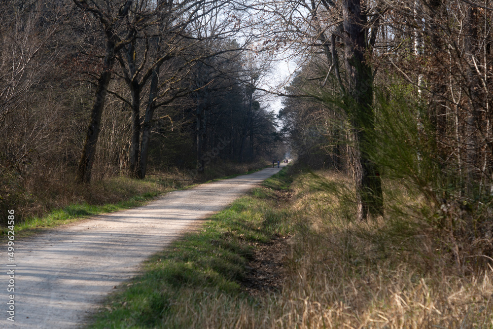 Chêne pédonculé, quercus robur, hiver, forêt domaniale de Sénart, 91, Essonne