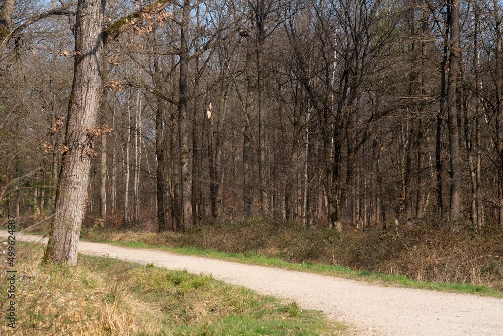 Chêne pédonculé, quercus robur, hiver, forêt domaniale de Sénart, 91, Essonne