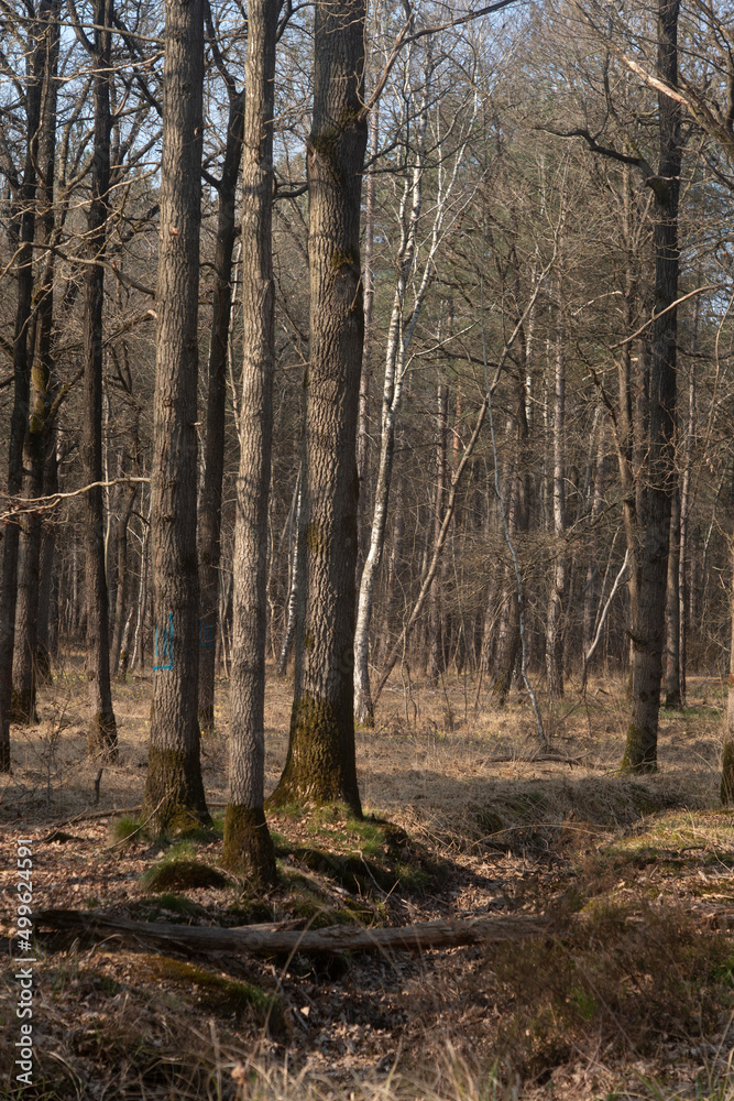 Chêne pédonculé, quercus robur, hiver, forêt domaniale de Sénart, 91, Essonne