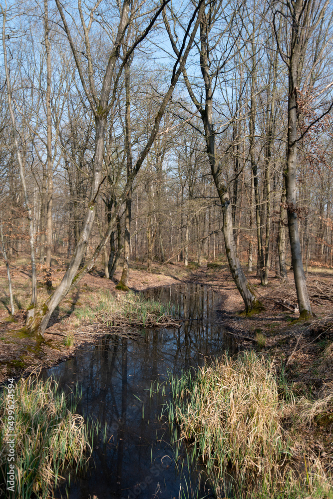 Mare, Chêne pédonculé, quercus robur, hiver, forêt domaniale de Sénart, 91, Essonne