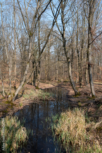 Mare, Chêne pédonculé, quercus robur, hiver, forêt domaniale de Sénart, 91, Essonne