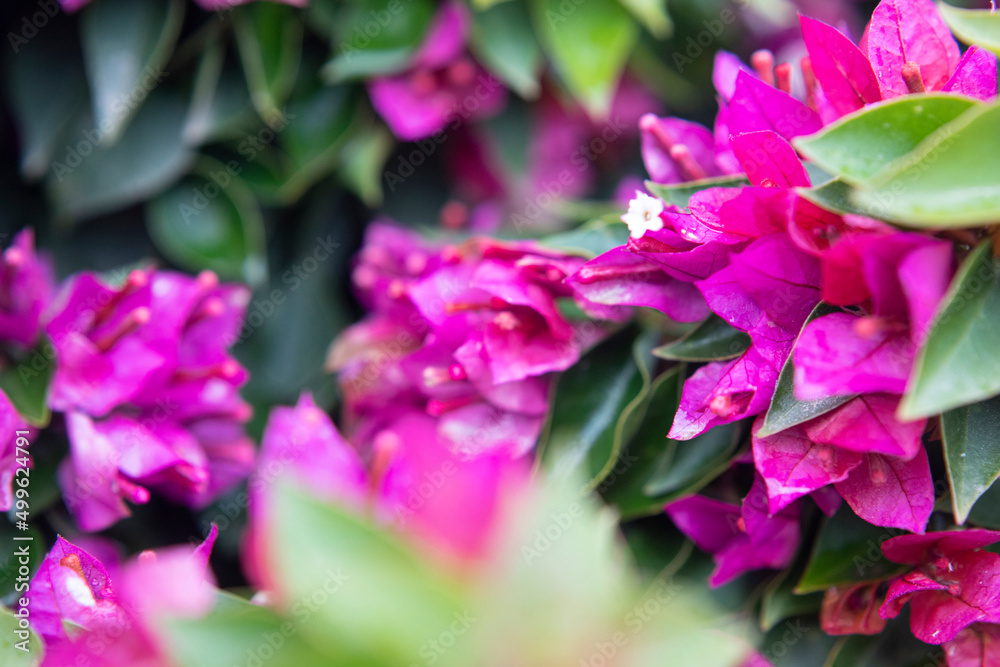 Fototapeta premium Photography of bougainvillea plant with pink flowers in a garden.