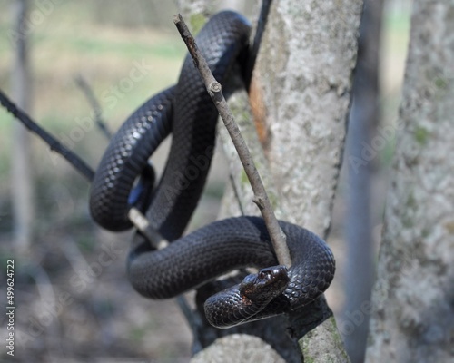 snake in the tree