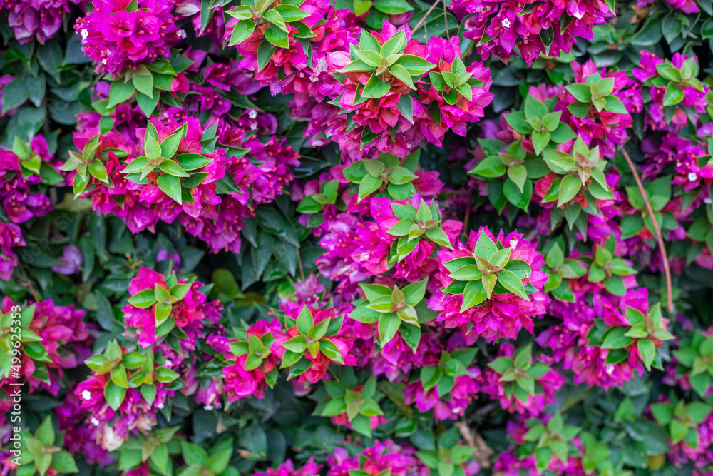 Photography of bougainvillea plant with pink flowers in a garden.