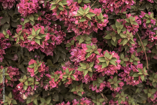 Fototapeta Naklejka Na Ścianę i Meble -  Photography of bougainvillea plant with pink flowers in a garden. Sepia style