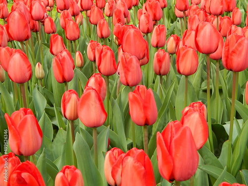 Keukenhof is the largest tulip park in the world