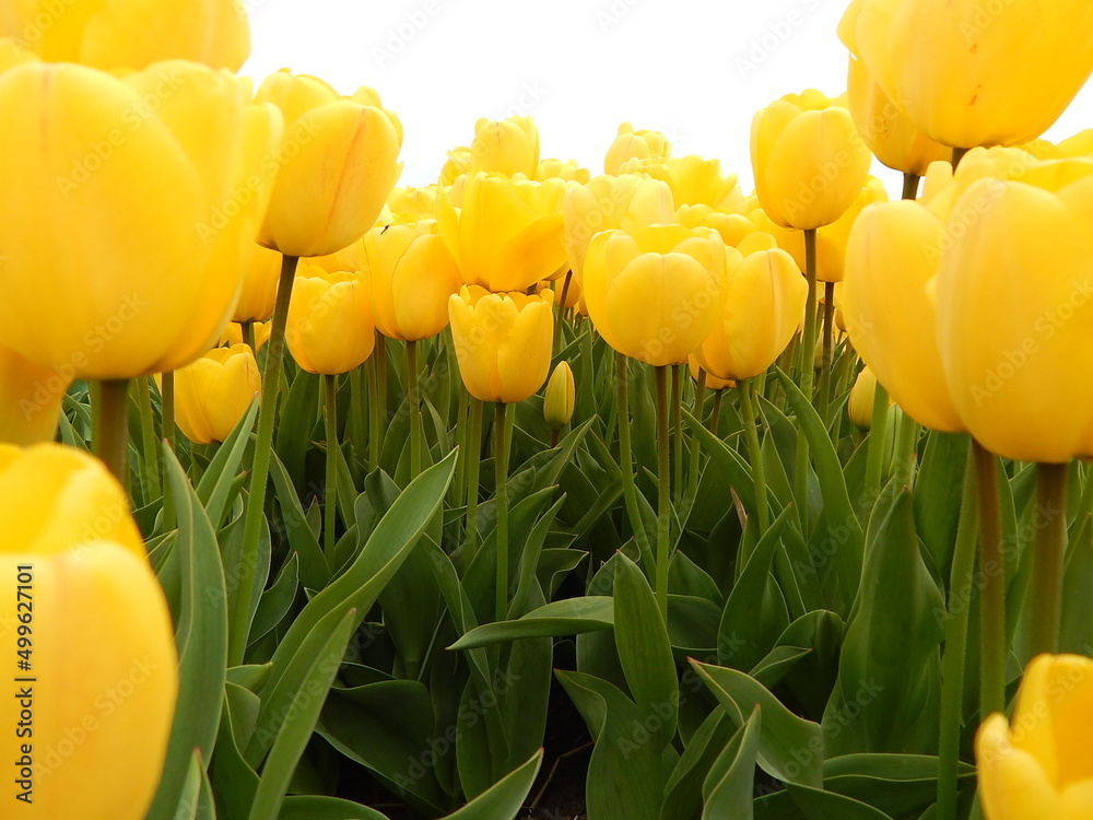 Obraz premium tulip plantation park, amsterdam, holland