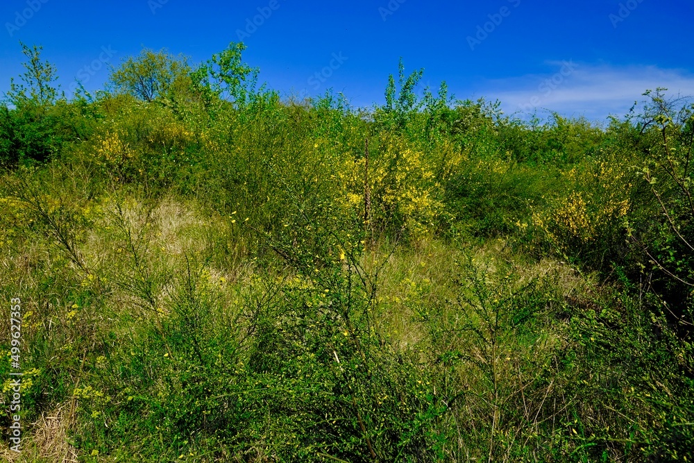 CAMPAGNE LYONNAIS PRINTEMPS