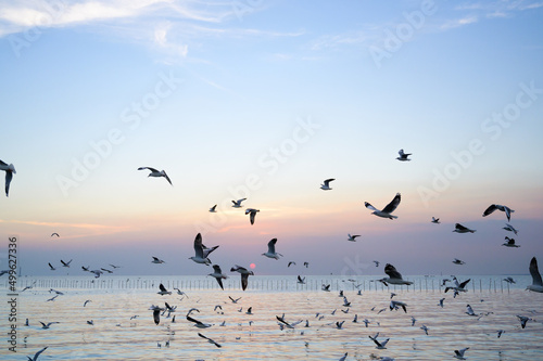 seagulls flying above the sea at beautiful sunset time with a twilight scene. © bigy9950