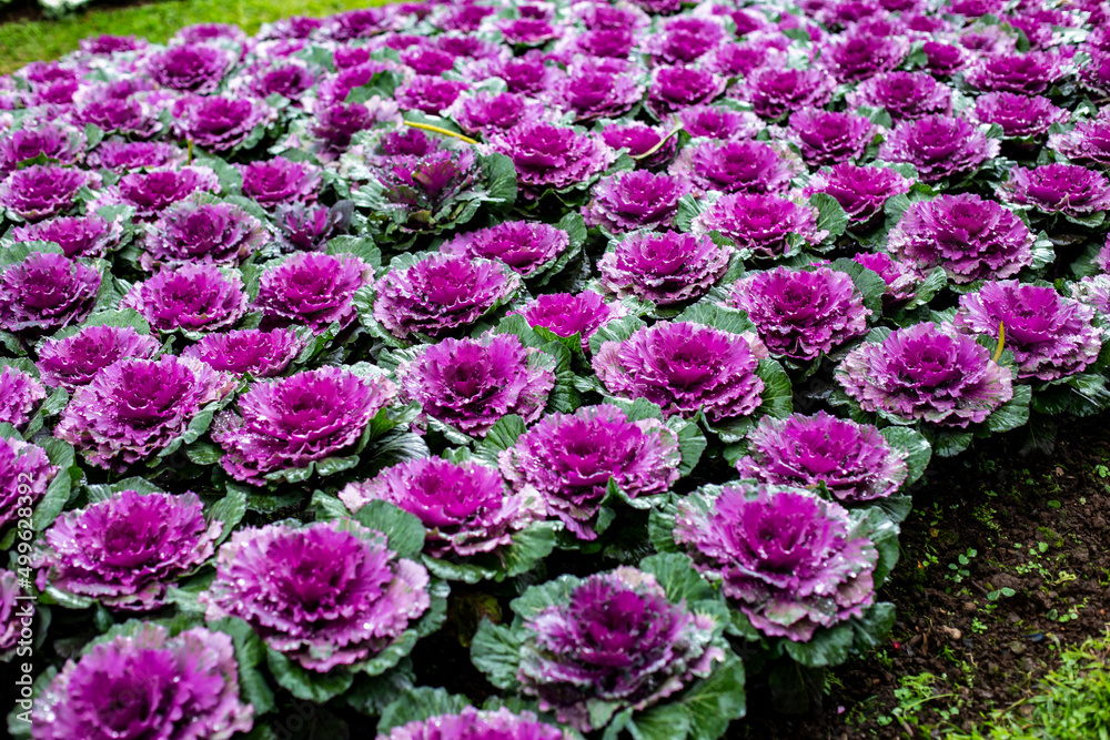 Group of Cabbage ornamental in park Group of Cabbage ornamental in park