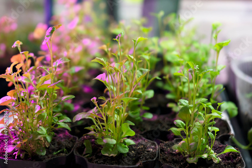 Fresh sprouts of flowers. Young green seedling sprouts in seedling tray under ultraviolet multicolored phytolamp. Selective focus.