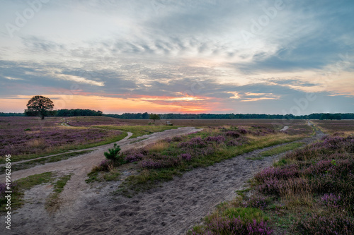 A beautiful Dutch landscape panorama with a scenic view of purple blooming heather and a red pink sky during sunset  The Netherlands  Hilversum  stock photo  Holland  Westerheide