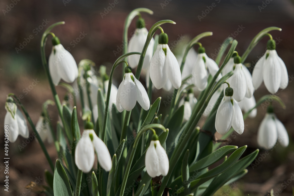 Closeup shot of fresh early snowdrops or common snowdrops Galanthus nivalis Closeup shot of fresh early snowdrops or common snowdrops Galanthus nivalis