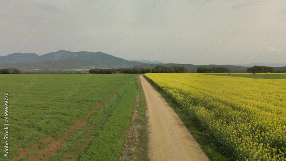 Low-altitude flyover of a dirt road with cultivated fields on the sides green and yellow colors rapeseed on the Costa Brava in Gerona Spain cycling tourism Low-altitude flyover of a dirt road with cultivated fields on the sides green and yellow colors rapeseed on the Costa Brava in Gerona Spain cycling tourism