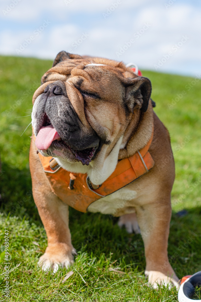 Red english british bulldog  with  tongue in orange  harness sitting on the green  grass on  sunny day