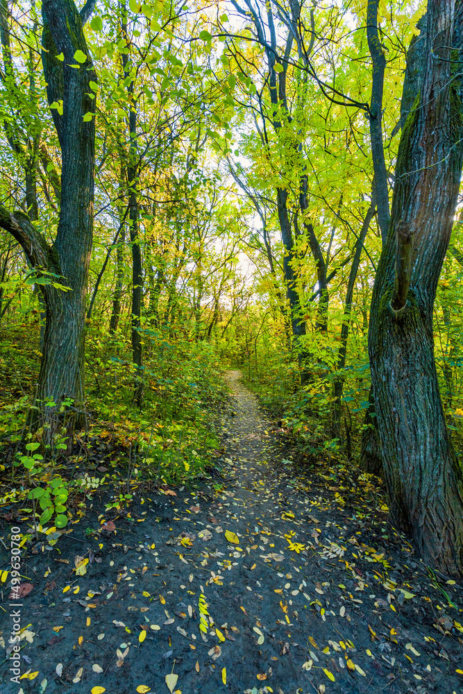 Autumn forest leaves fall in ground landscape on autumnal background Autumn forest leaves fall in ground landscape on autumnal background