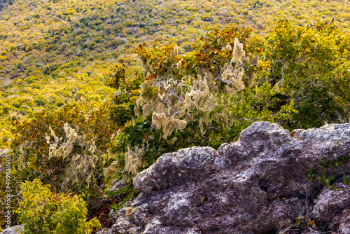 Thick vegetation at the Christoffel National Park on the Caribbean island Curacao photo