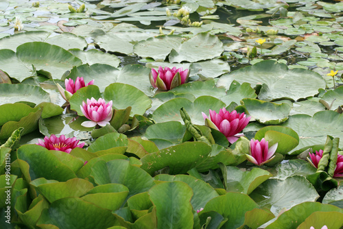 Pink water lily flowers