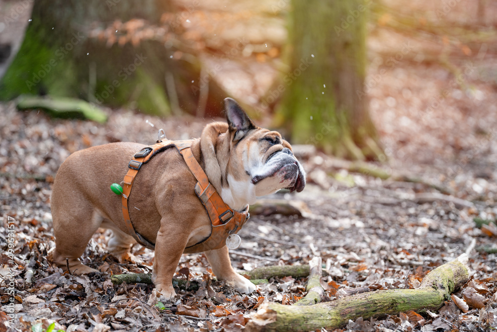 Red English British Bulldog in orange harness shaking head  out for a walk  in forest on spring sunny day
