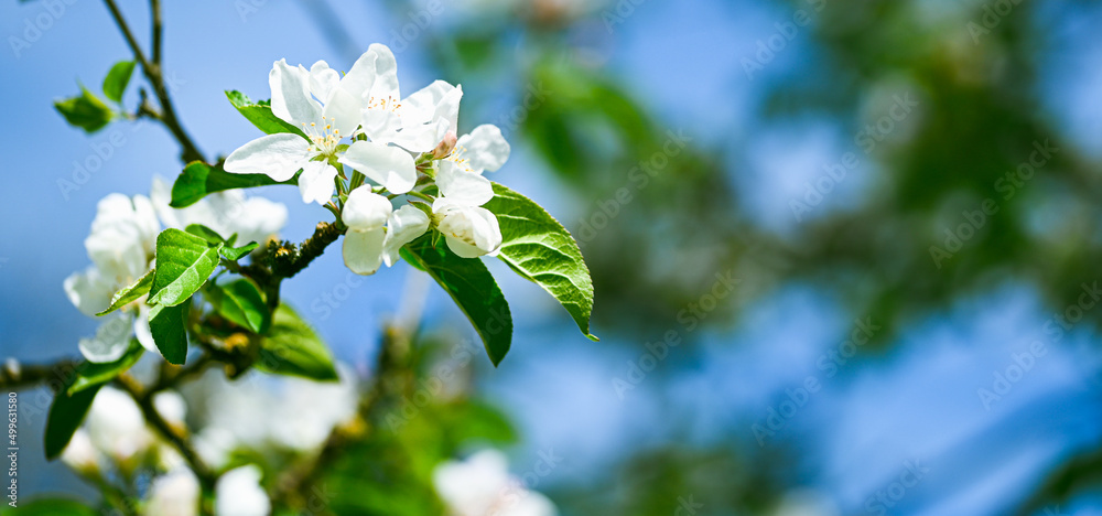 Beautiful close-up of an apple flower Beautiful close-up of an apple flower