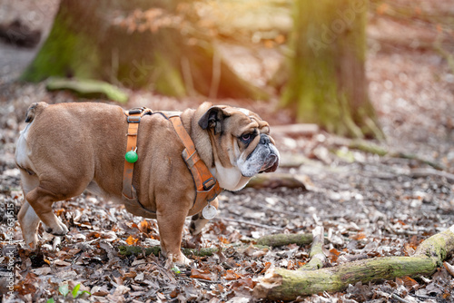 Red English British Bulldog in orange harness out for a walk in forest on spring sunny day