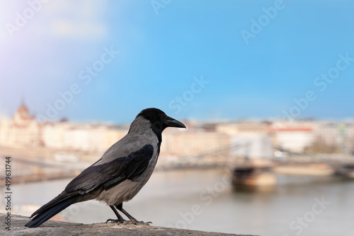 a crow sitting on a fence looking at Budapest city on sunny day. Space for text. tourist season