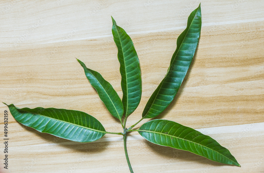 Obraz premium A bunch of mango leaves are placed on the board.