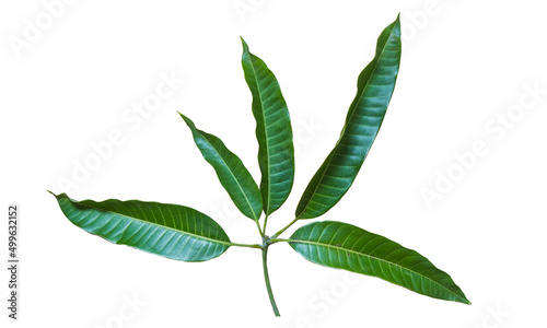 a bunch of mango leaves on a white background