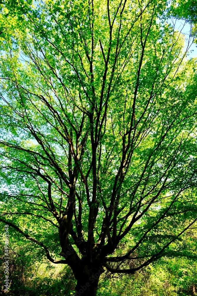 Fototapeta premium ARBORETUM SERMENAZ LYON