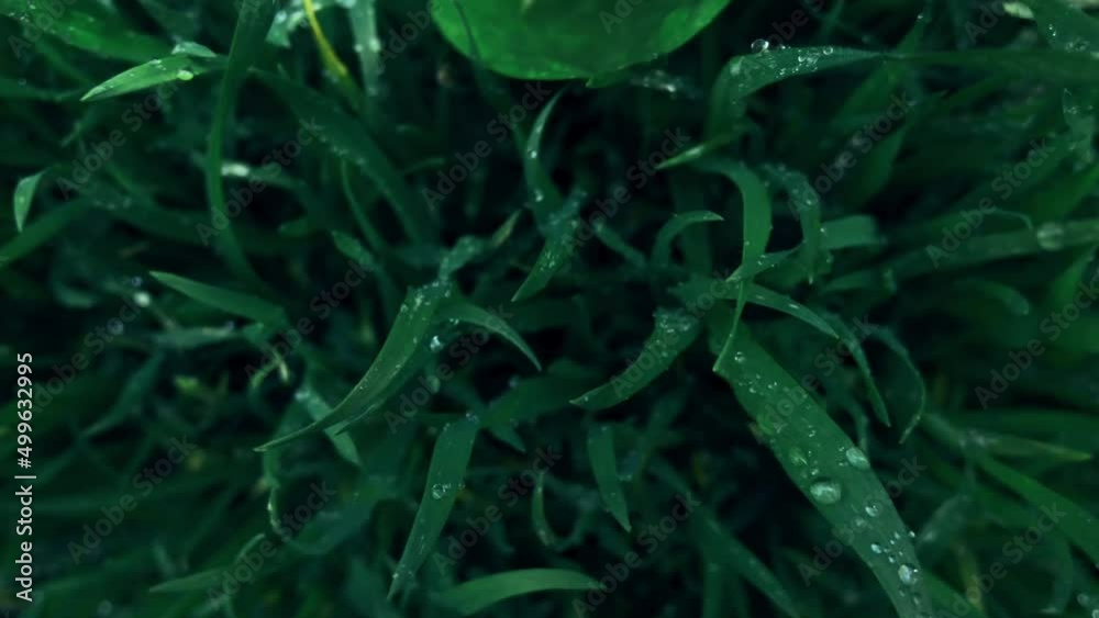 Fresh green grass with dew drops clips, dew drops on green grass footage, rain drops on green grass video. Close up rotation Fresh green grass with dew drops clips, dew drops on green grass footage, rain drops on green grass video. Close up rotation