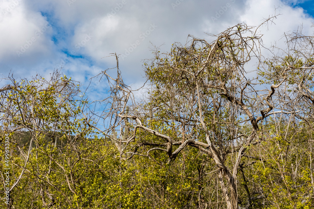 Vegetation at Christoffel National Park on the Caribbean island Curacao