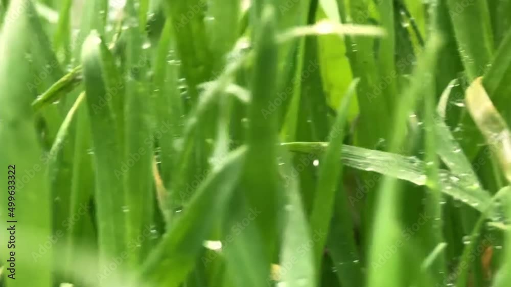 Fresh green grass with dew drops clips, dew drops on green grass footage, rain drops on green grass video. Close up rotation Fresh green grass with dew drops clips, dew drops on green grass footage, rain drops on green grass video. Close up rotation