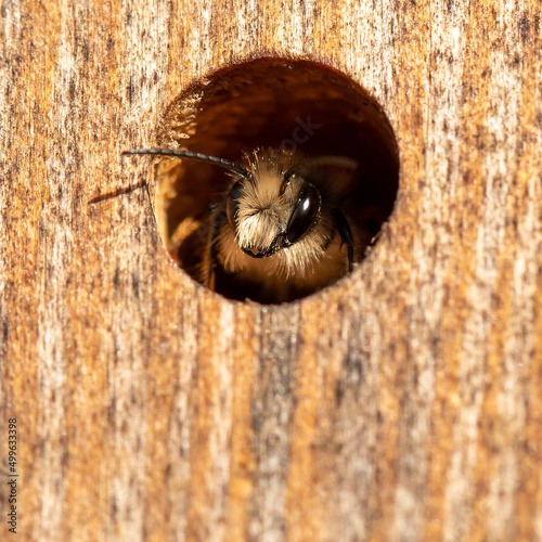 Wild bee in the insect hotel (macro).