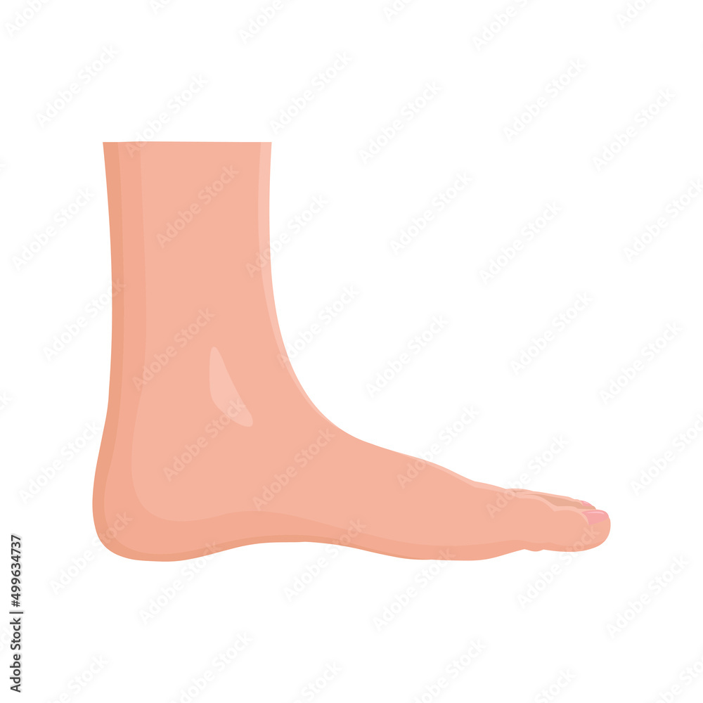 Foot vector Human organs digital design graphic 2d hd illustration Foot vector Human organs digital design graphic 2d hd illustration