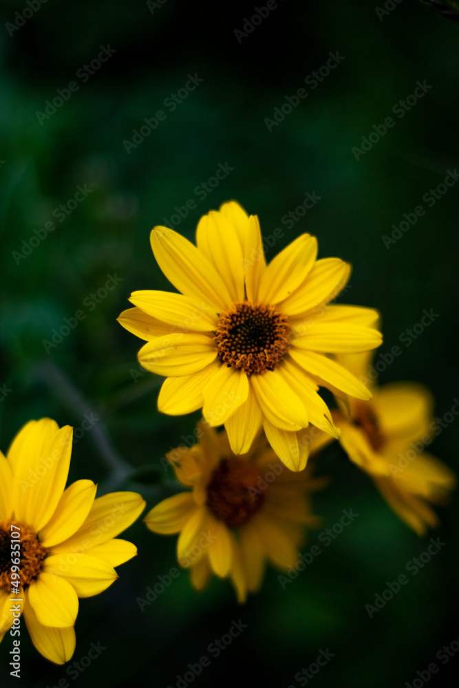 yellow flower yellow flower
