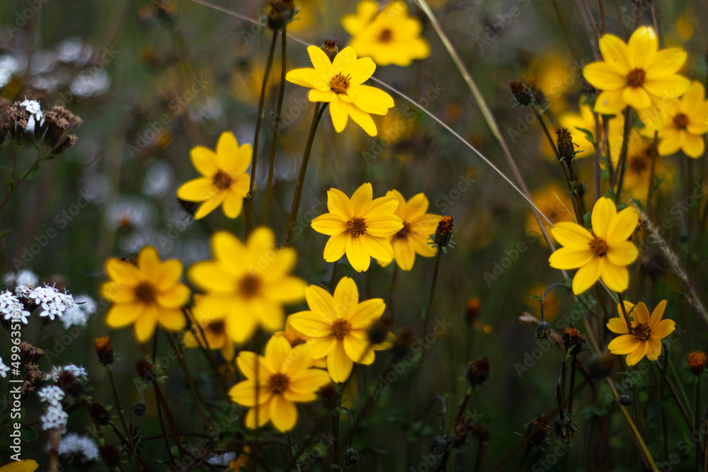 Fototapeta premium yellow flowers in the garden