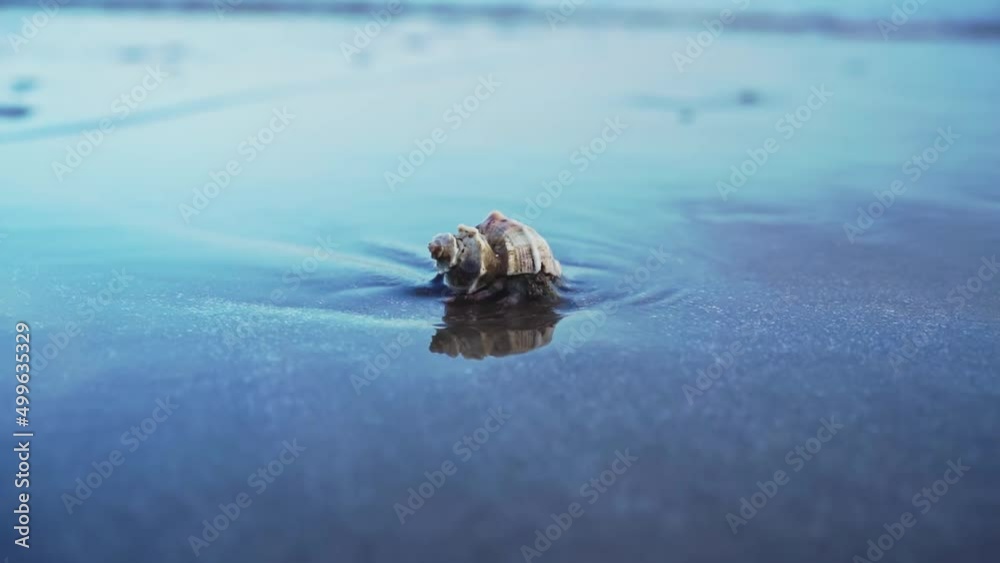 cute little hermit crab in shell walking and along on white sand beach with soft-wave of clear blue sea on bright days with fresh air. crab in shell dig hole on clean sand with wave from the sea.
