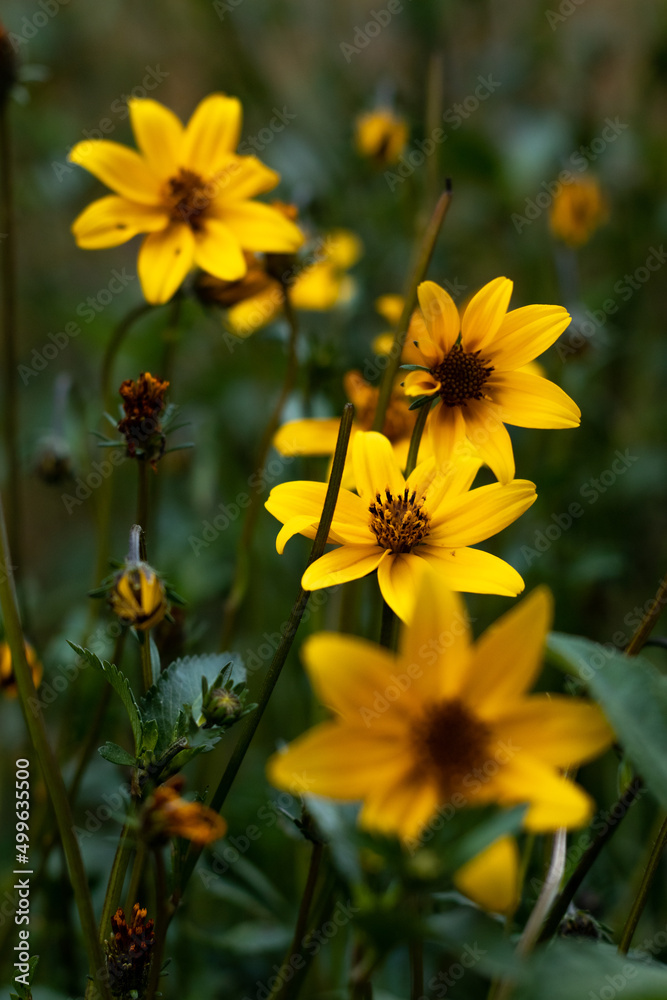Fototapeta premium yellow flower and bee