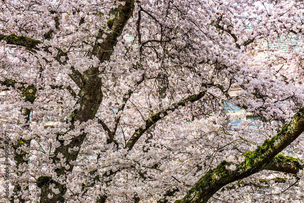 Cherry Blossoms Bursting Background 2 Cherry Blossoms Bursting Background 2