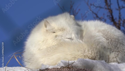 Sleepy white polar fox waking up and looking into camera with a sleepy face - Static winter clip with fox behind soft focus blurred netting from fence in foreground - Langedrag Norway photo