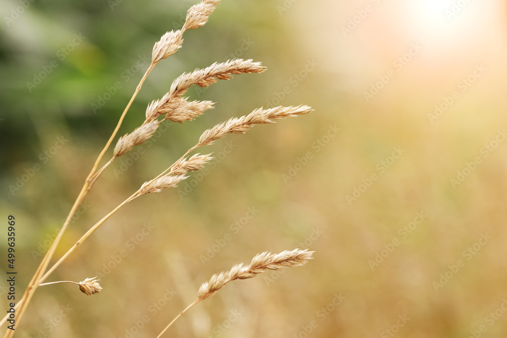 Summer background with green grass and spikelets of grass