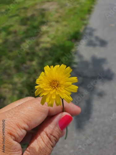 hand holding sunflower